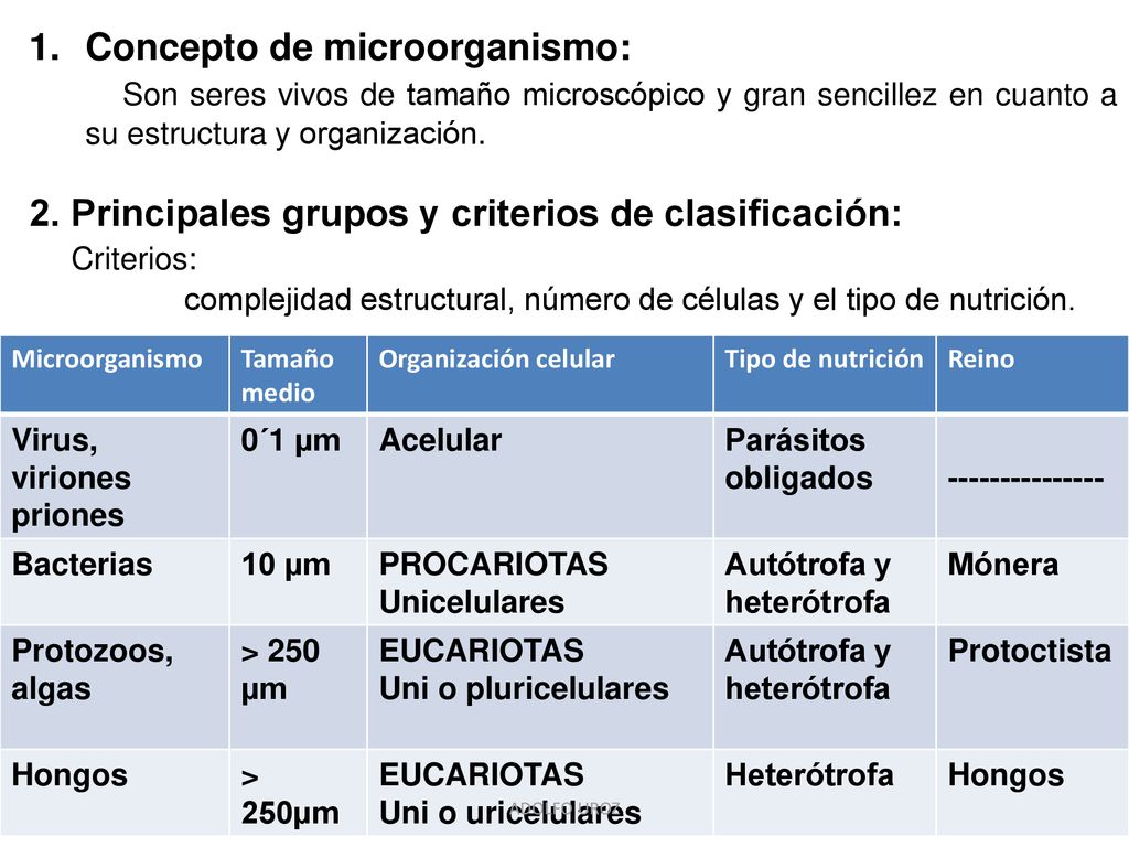 protozoos numero de celulas